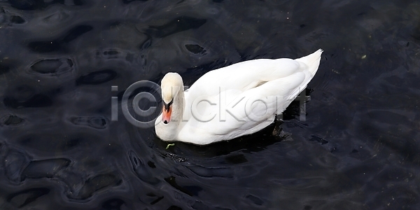 사랑 우아함 사람없음 JPG 포토 해외이미지 1 강 건물 건축양식 깃털 날개 단아함 도시풍경 독일 동물 물 백조 보행로 부리 뷰티 서기 수영 야생동물 야외 여행 옛날 유럽 자연 조류 조약돌 체코 커플 타운 파란색 풍경 프라하 하늘 해외포토 흰색