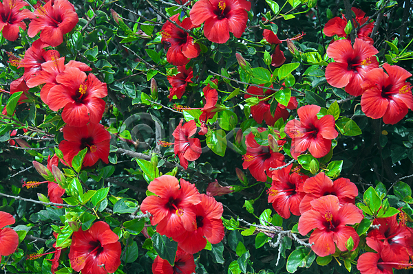 사람없음 JPG 포토 해외이미지 나뭇가지 빨간색 야외 여름(계절) 잎 자연 히비스커스