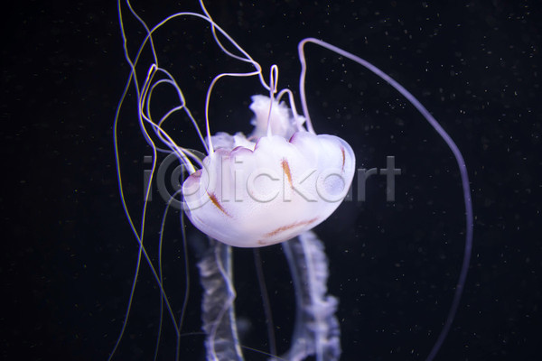 사람없음 JPG 포토 해외이미지 바닷속 수중동물 자포동물 한마리 해파리