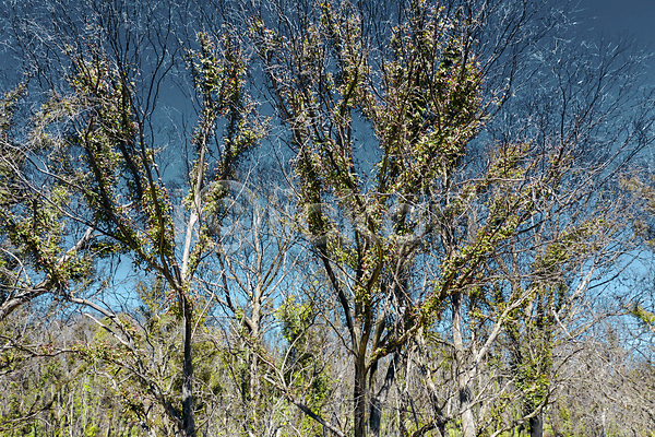 사람없음 JPG 포토 해외이미지 갈색 검은색 나무 나뭇가지 내추럴 드론 땅 머리위 불 숲 식물 안테나 야외 잎 자연 초록색 파란색 풍경(경치) 하늘 호주 환경