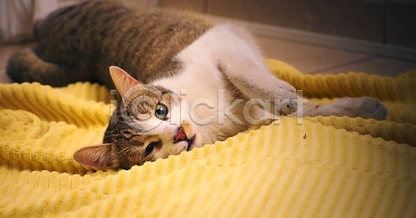 행복 사람없음 JPG 포토 해외이미지 건강 고양이 노란색 놀이 동물 동반자 바닥 반려동물 실내 얼룩무늬 유연 장난 포유류