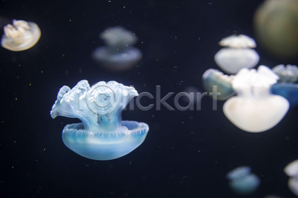 사람없음 JPG 아웃포커스 포토 해외이미지 바닷속 수중동물 여러마리 자포동물 해파리