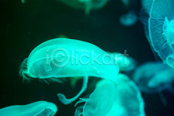 사람없음 JPG 아웃포커스 포토 해외이미지 바닷속 수중동물 여러마리 자포동물 하늘색 해파리