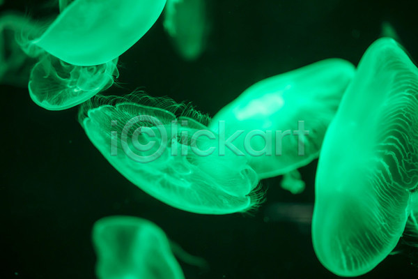 사람없음 JPG 포토 해외이미지 바닷속 수중동물 여러마리 자포동물 초록색 해파리