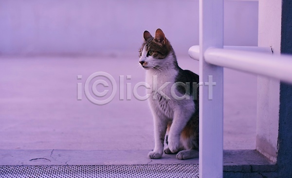 사람없음 JPG 포토 해외이미지 건강 고양이 남색 동물 동반자 반려동물 보라색 새벽 앉기 야외 얼룩무늬 일몰 지능 포유류 황혼
