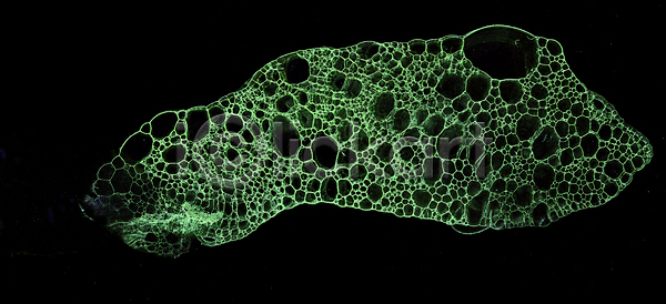 흐름 사람없음 JPG 포토 해외이미지 검은색 그래픽 그런지 내추럴 디자인 물 미술 백그라운드 벽지 세포 수확 스타일 아크릴 안개 어둠 옛날 잉크 장식 젖음 종이 진흙 질감 추상 타격 페인트 해외포토 효과