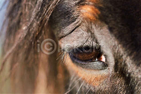 사람없음 JPG 포토 해외이미지 가축 갈색 검은색 눈(신체부위) 닫기 동물 머리 반려동물 뷰티 승차 시골 야외 자연 포유류