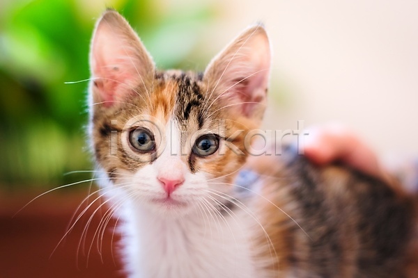 러블리 호기심 사람없음 JPG 포토 해외이미지 고양이 노려봄 눈(신체부위) 동물 모피 반려동물 얼룩무늬 응시 작음
