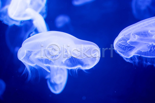 사람없음 JPG 아웃포커스 포토 해외이미지 두마리 바닷속 수중동물 자포동물 파란색 해파리