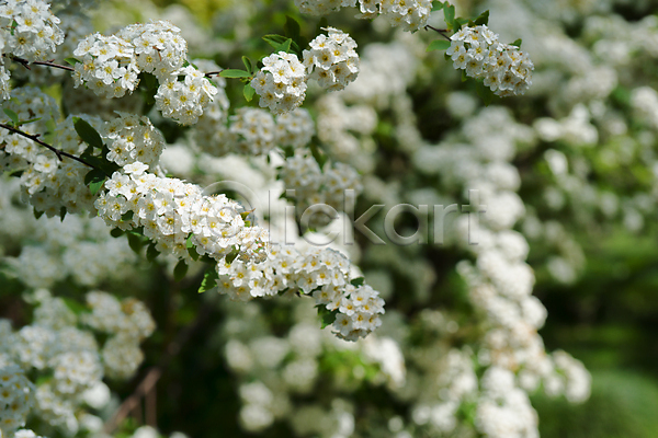 사람없음 JPG 포토 해외이미지 꽃 내추럴 백그라운드 식물 여름(계절) 잎 정원 초록색 흰색