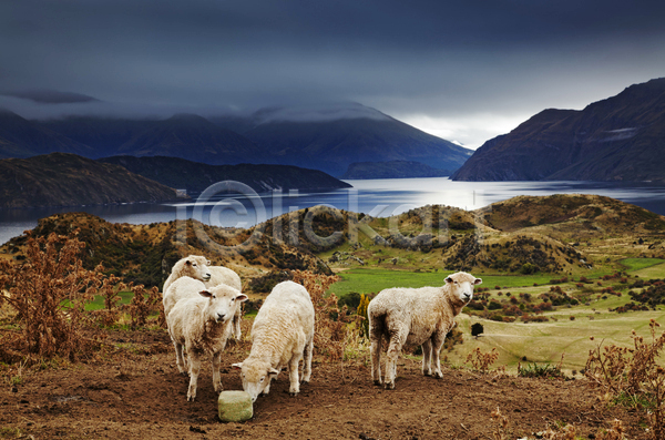 사람없음 JPG 포토 해외이미지 가축 농경지 뉴질랜드 먹구름 목장 시골 야외 양 여행 주간 풍경(경치) 호수 흐림
