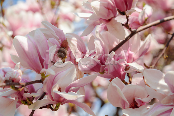 부드러움 순수 신선 우아함 사람없음 JPG 포토 해외이미지 4월 가로 강렬 계절 공원 관목 꽃 꽃잎 나무 나뭇가지 내추럴 목련 백그라운드 벚꽃 보라색 봄 부활절 분홍색 식물 야외 태양 파스텔톤 흰색