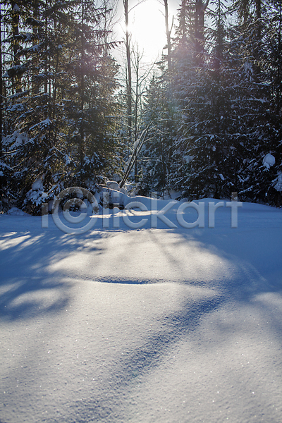 사람없음 JPG 포토 해외이미지 가로수 겨울 길 나무 눈(날씨) 숲 야외 자연 풍경(경치) 햇빛
