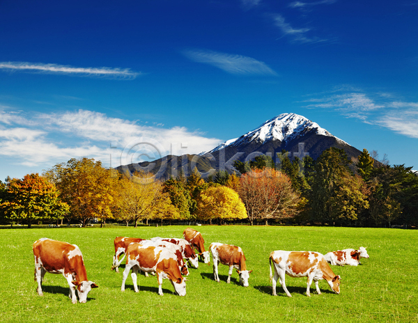 사람없음 JPG 포토 해외이미지 가축 농경지 뉴질랜드 목장 방목 소 시골 야외 여러마리 주간 풍경(경치)