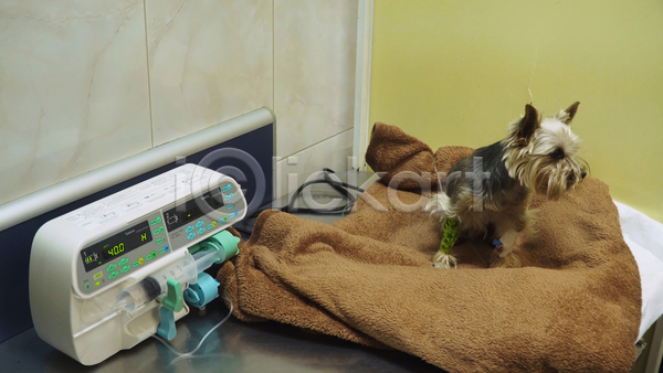 휴식 사람없음 JPG 포토 해외이미지 강아지 담요 동물병원 실내 앉기 요크셔테리어 의료기기 한마리
