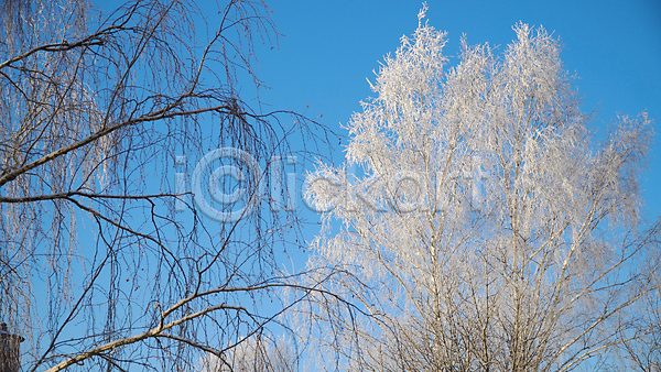 추위 사람없음 JPG 포토 해외이미지 겨울 계절 공원 나무 나뭇가지 날씨 내추럴 냉동 눈내림 눈송이 목재 백발 북쪽 뷰티 서리 숲 야외 얼음 자연 장면 전나무 풍경(경치) 하늘 흰색