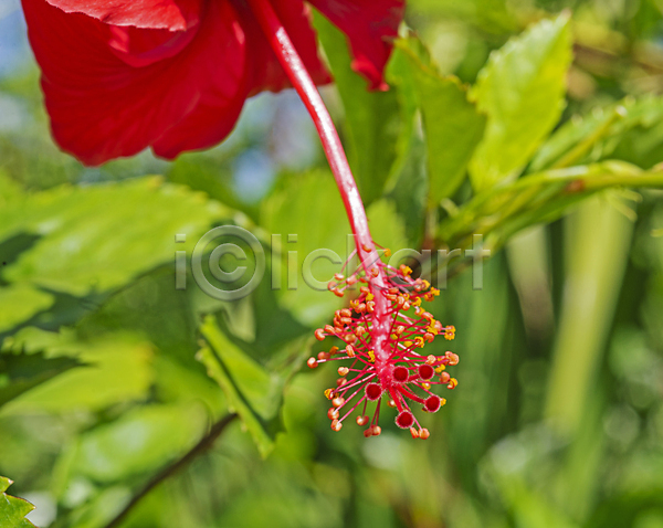 사람없음 JPG 포토 해외이미지 빨간색 야외 여름(계절) 연두색 잎 자연 히비스커스