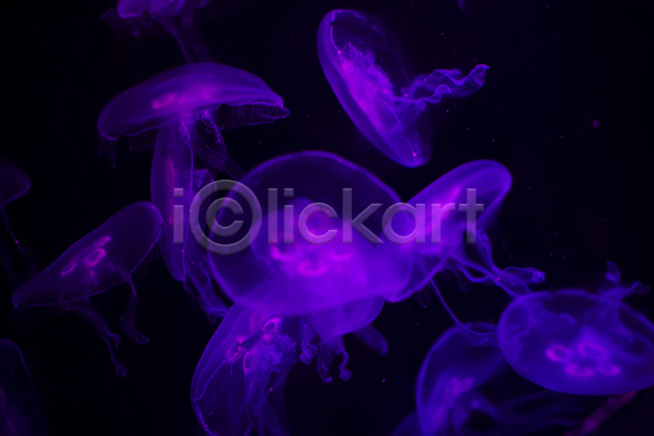 사람없음 JPG 포토 해외이미지 바닷속 보라색 수중동물 여러마리 자포동물 해파리