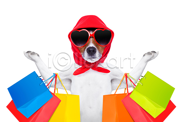 사람없음 JPG 포토 해외이미지 강아지 동물라이프 들기 선글라스 쇼퍼홀릭 쇼핑 쇼핑백 테리어 한마리 흰배경