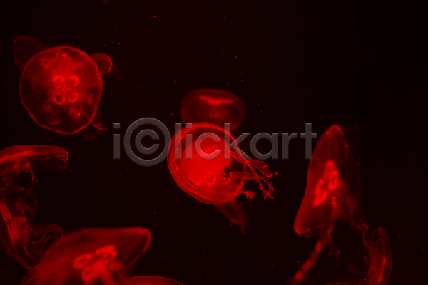 사람없음 JPG 포토 해외이미지 바닷속 빨간색 수중동물 여러마리 자포동물 해파리