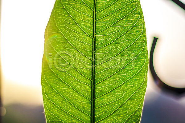 신선 사람없음 JPG 포토 해외이미지 고립 나무 내추럴 묘사 봄 식물 여름(계절) 유기농 잎 자연 정맥 질감 초록색 추상 환경 흰색
