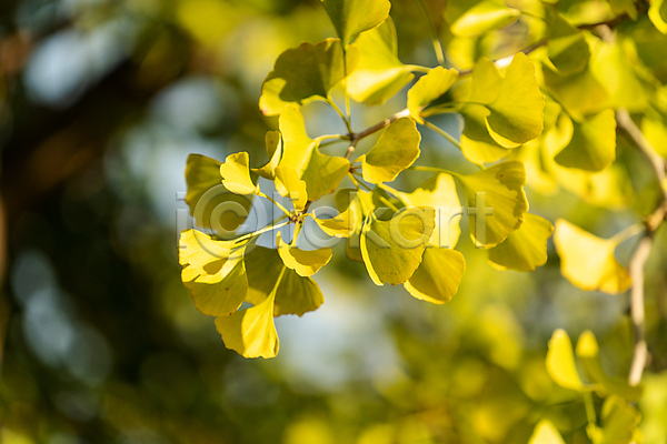 사람없음 JPG 포토 해외이미지 가을(계절) 계절 나무 나뭇가지 백그라운드 블러 식물 약 약초 여름(계절) 잎