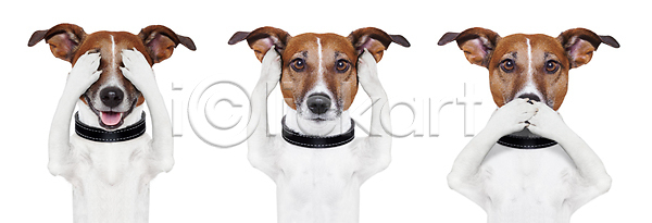 무서움 비밀 숨김 유머 천진난만 침묵 사람없음 JPG 포토 해외이미지 1 3 감정 개 고립 귀 금지 나쁜 놀람 닫기 덮개 동물 듣기 말하기 반려동물 백그라운드 벙어리 손 숨기 시각장애인 얼굴 응시 입 표현 해외포토 흰색