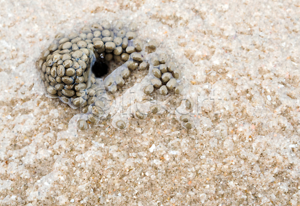 사람없음 JPG 포토 해외이미지 깨짐 껍질 내추럴 모래 바다 바닥 바위 백그라운드 벽지 산호 여름(계절) 자연 질감 추상 패턴 표면