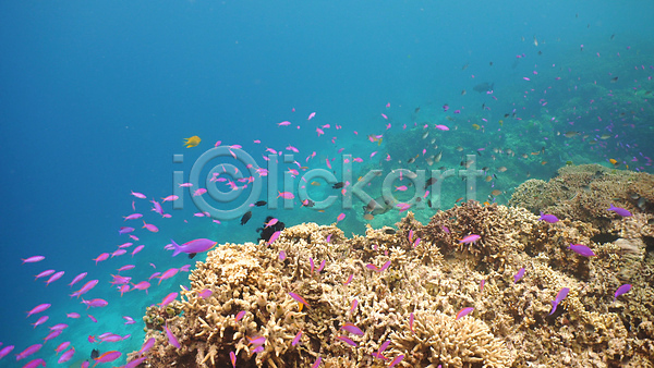 사람없음 JPG 포토 해외이미지 바다 바닷속 산호초 수중 수중사진 열대어 자연 풍경(경치)