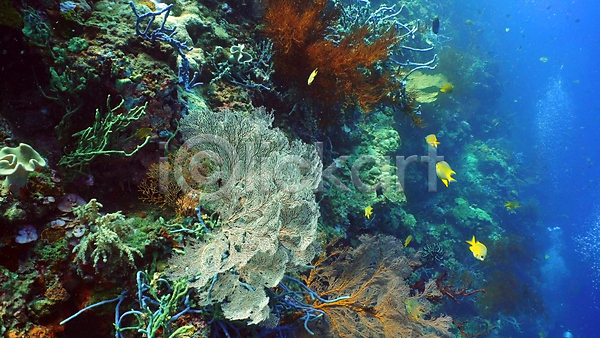 사람없음 JPG 포토 해외이미지 바다 바닷속 산호초 수중 수중사진 열대어 자연 풍경(경치)