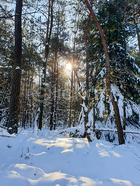 추위 사람없음 JPG 포토 해외이미지 개화 겨울 공원 국립공원 길 나무 내추럴 냉동 네덜란드 눈내림 땅바닥 보호구역 숲 시골 식물 야외 얼음 여름(계절) 유럽 일출 자연 초록색 파란색 풍경(경치) 하늘 하이킹 황무지