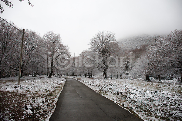 사람없음 JPG 포토 해외이미지 가로수 겨울 나무 눈(날씨) 도로 야외 자연 풍경(경치)