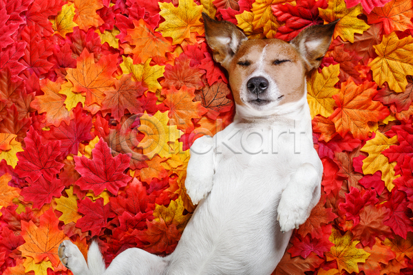 귀여움 편안함 휴식 사람없음 JPG 포토 해외이미지 개 낙엽 눕기 단풍 백그라운드 잠 잭러셀테리어 한마리