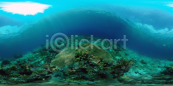 사람없음 JPG 포토 해외이미지 가상현실 깊이 다이빙 동물 물 바다 발견 산호 생태계 수중 스노클링 암초 야생동물 어류 여행 이국적 자연 컬러풀 해외포토