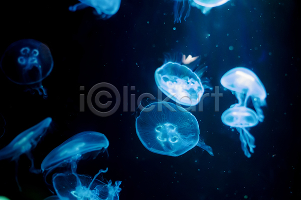 사람없음 JPG 포토 해외이미지 바닷속 수중동물 여러마리 자포동물 파란색 해파리