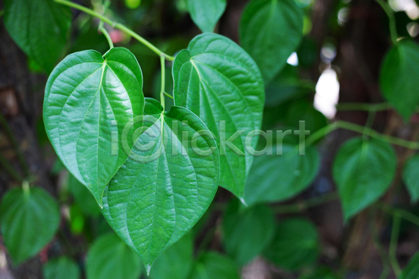 사람없음 JPG 아웃포커스 포토 해외이미지 담배 담뱃잎 야외 잎 주간 줄기