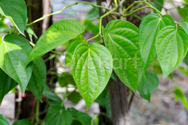 사람없음 JPG 포토 해외이미지 담배 담뱃잎 야외 잎 주간 줄기