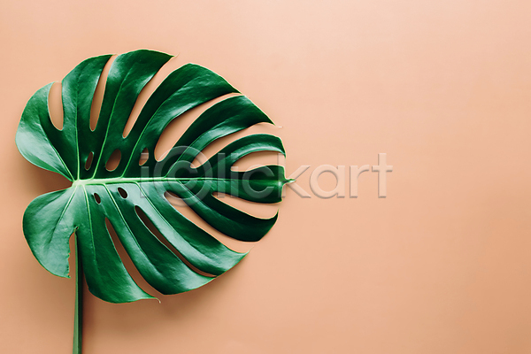 사람없음 JPG 포토 하이앵글 해외이미지 스튜디오촬영 여름(계절) 열대잎 오브젝트 카피스페이스