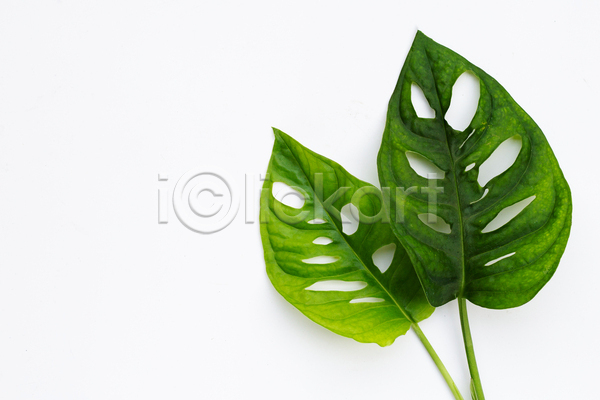 사람없음 JPG 포토 해외이미지 두개 몬스테라 실내 열대잎 흰배경