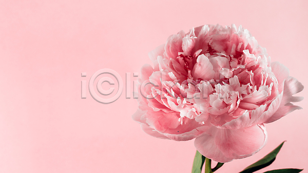 사람없음 JPG 포토 해외이미지 꽃 분홍색 작약 카네이션