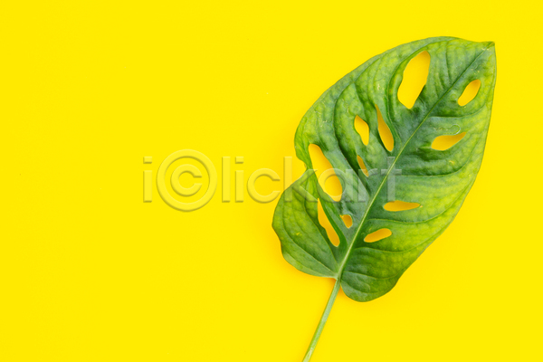 사람없음 JPG 포토 해외이미지 노란배경 몬스테라 실내 열대잎 카피스페이스 한개