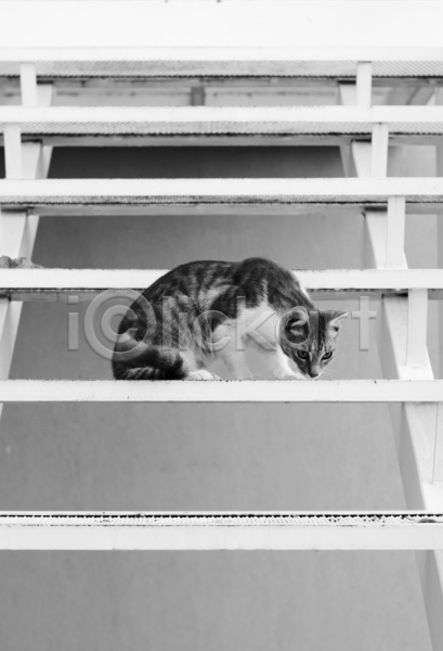 사람없음 JPG 포토 해외이미지 흑백 계단 고양이 앉기 야외 주간 한마리