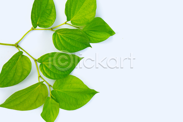 사람없음 JPG 포토 해외이미지 담배 담뱃잎 잎 줄기 카피스페이스 흰배경