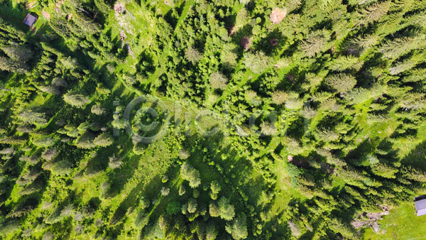 사람없음 JPG 포토 항공촬영 해외이미지 공원 그림자 나무 도로 백그라운드 숲 야외 이탈리아 잎 풍경(경치)