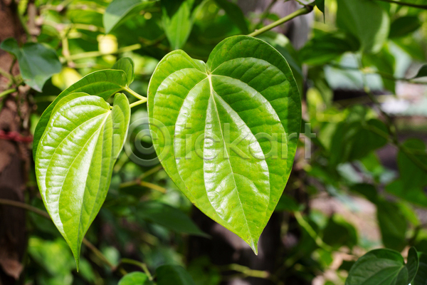 사람없음 JPG 아웃포커스 포토 해외이미지 담배 담뱃잎 야외 잎 주간 줄기