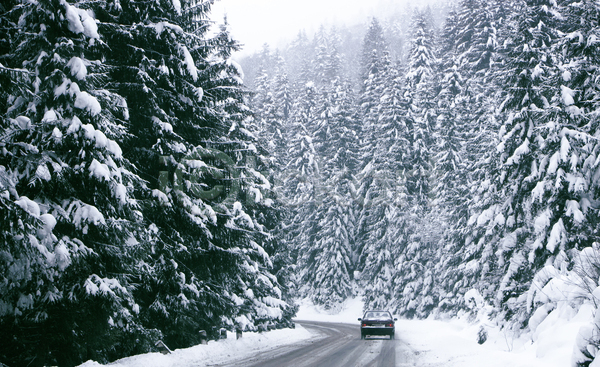 사람없음 JPG 포토 해외이미지 가로수 겨울 나무 눈(날씨) 도로 숲 야외 자동차 자연 풍경(경치)