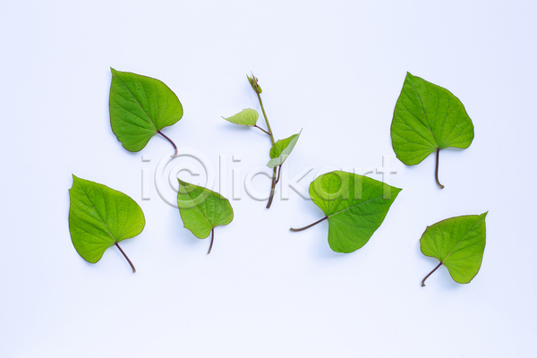 사람없음 JPG 포토 해외이미지 고구마잎 실내 흰배경