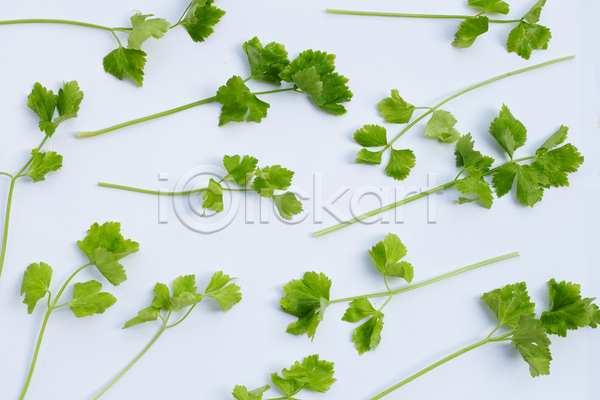 신선 사람없음 JPG 포토 해외이미지 백그라운드 샐러리 슬라이스 유기농 잎 흰배경