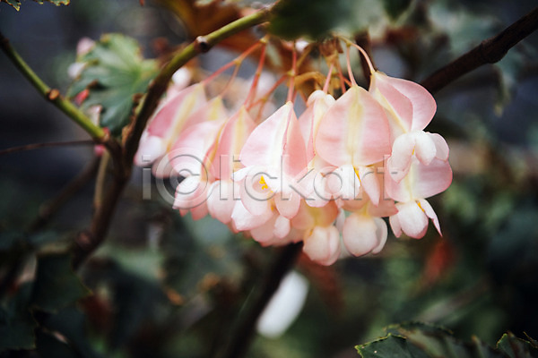 사람없음 JPG 근접촬영 포토 목베고니아 봄 분홍색 식물 식물원 실내 온실 자연