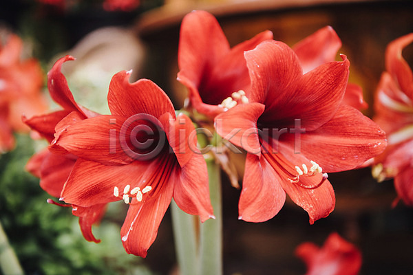 사람없음 JPG 근접촬영 포토 봄 빨간색 식물 식물원 실내 아마릴리스 온실 자연